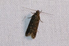 Teleiopsis diffinis