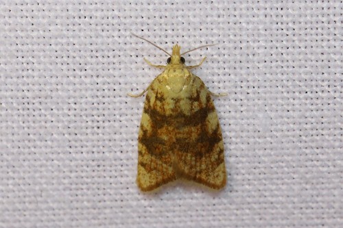 Yellow Oak Button, 6874 Wolfheze, Nederland, photo 7 of 10