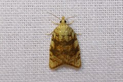 Aleimma loeflingiana