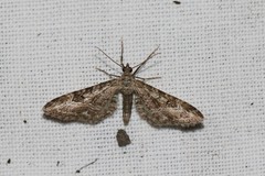 Eupithecia nanata