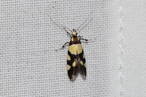 Oosterse schone, 6874 Wolfheze, Nederland, photo 6 of 10