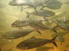 Alosa sapidissima