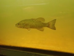 Micropterus dolomieu