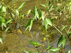 Limnophyton angolense