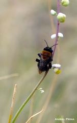Monnina dictyocarpa