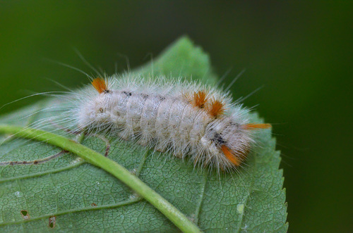 Nut-Tree Tussock