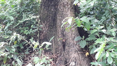 Terminalia crenulata