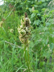 Dasineura phyteumatis