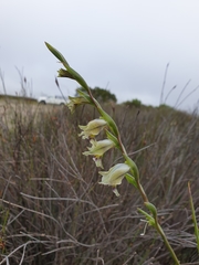 Gladiolus griseus