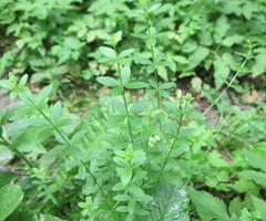 Cruciata