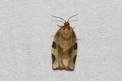 Choristoneura hebenstreitella