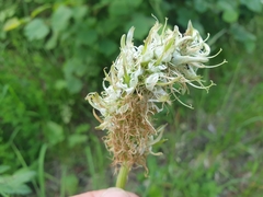 Dasineura phyteumatis