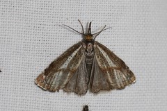 Thisanotia chrysonuchella