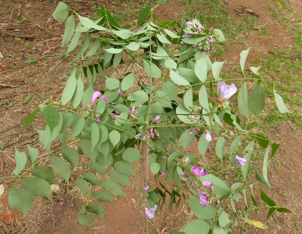 Millettia pallens