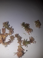 Sphagnum magellanicum