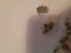 Sphagnum magellanicum