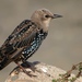 European and Spotless Starlings - Photo (c) Ingrid Taylar, some rights reserved (CC BY)