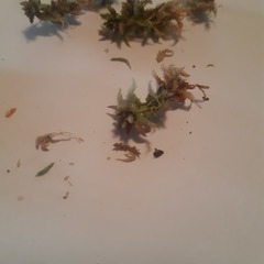 Sphagnum magellanicum