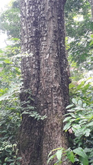 Terminalia crenulata