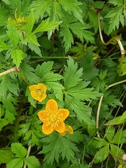 Trollius