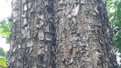 Terminalia crenulata