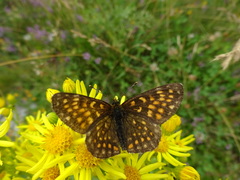 Melitaea diamina