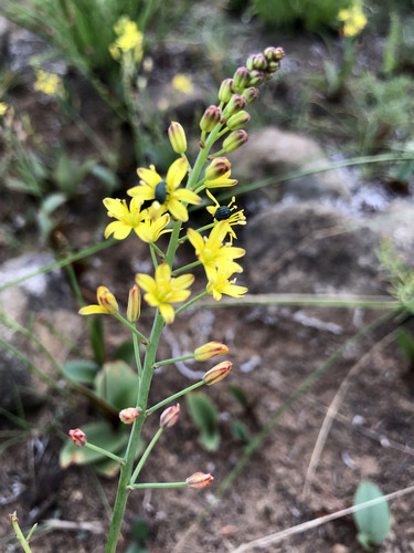 Eriospermum mackenii subsp. galpinii image