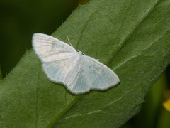 Scopula nemoraria