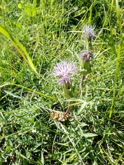 Carthamus mitissimus
