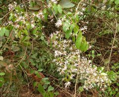 Baissea multiflora