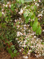 Baissea multiflora