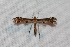 Capperia britanniodactylus