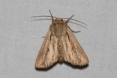 Leucania comma