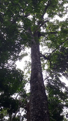 Terminalia crenulata