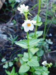Nemesia macrocarpa