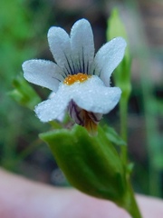 Nemesia macrocarpa