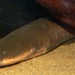 Electric Eel - Photo (c) Stan Shebs, some rights reserved (CC BY-SA)
