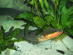 Electric Eel photo 2
