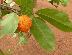 Salacia owabiensis