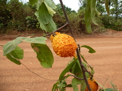 Salacia owabiensis