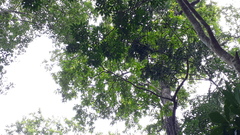 Terminalia crenulata