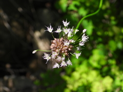 Allium macrostemon