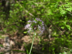 Allium macrostemon