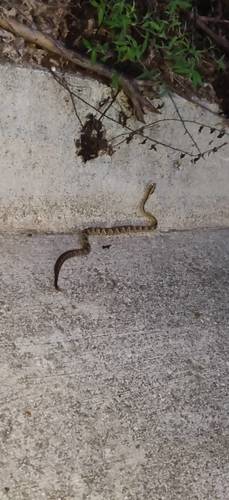 Central American Rattlesnake