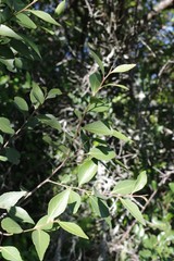 Maytenus acuminata