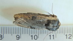 Xylena cineritia