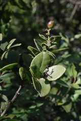Diospyros scabrida