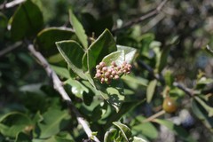Diospyros scabrida