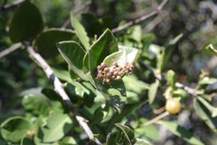 Diospyros scabrida
