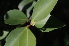 Maytenus acuminata